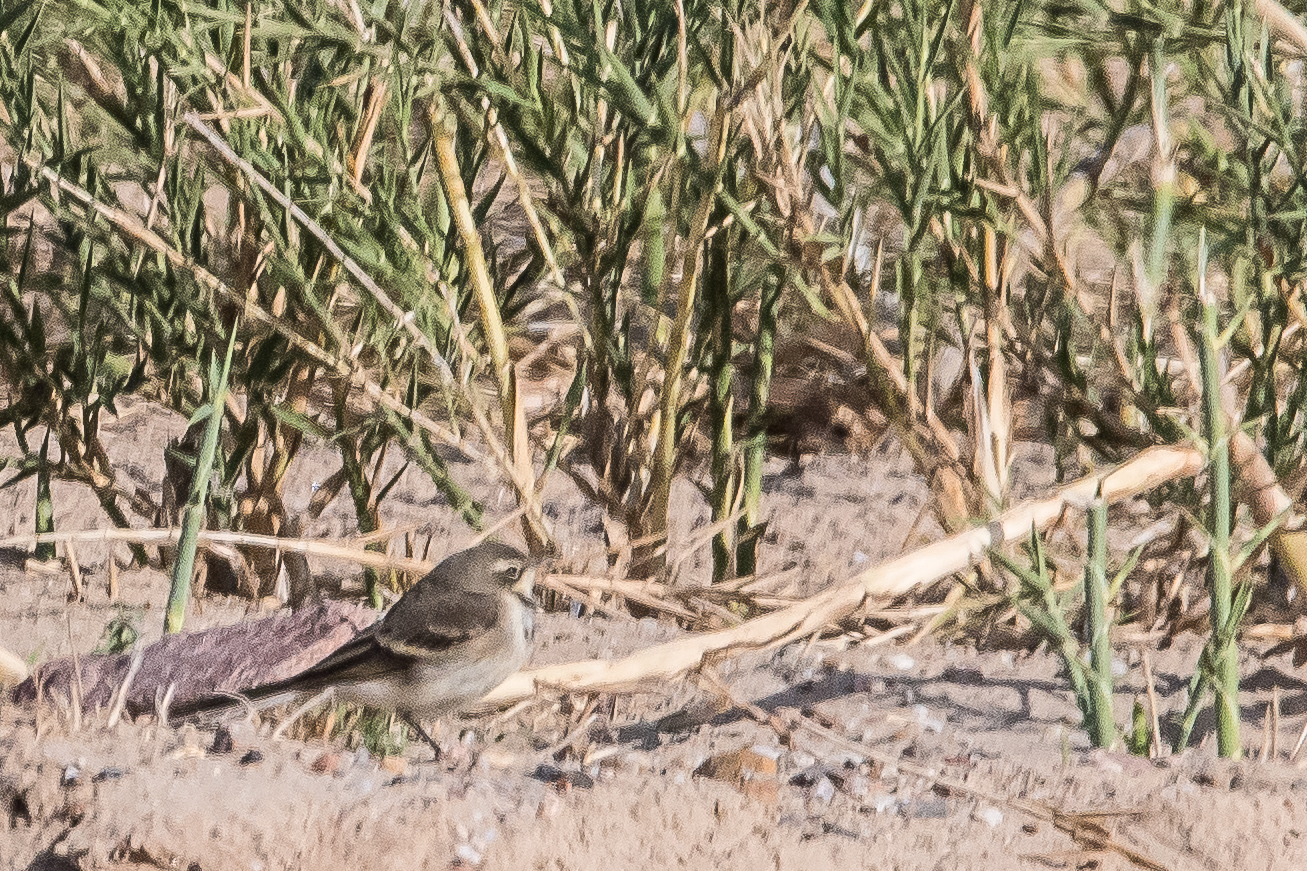 Bergeronnette du Cap adulte (Cape wagtail, Motacilla capensis), Shipwreck Lodge, Parc National de la Côte des Squelettes, Namibie